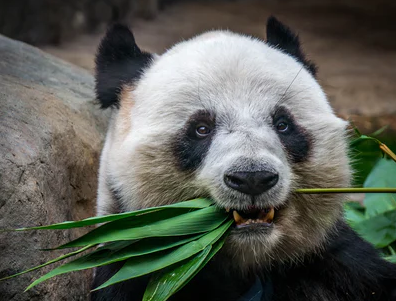 Réorientation des priorités des Millennials et de la génération Z vers les investissements à impact positif.